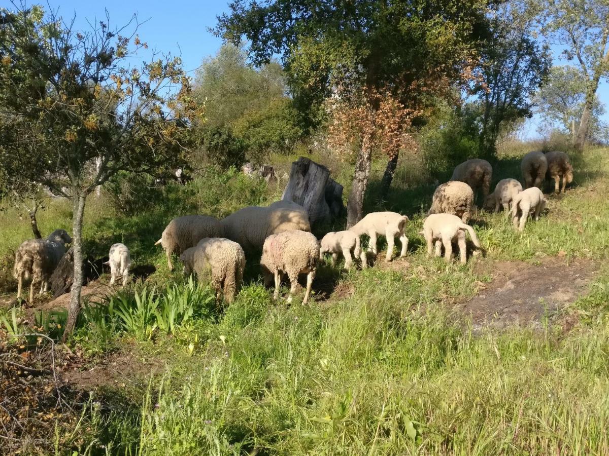 Affittacamere Quinta da Abrunheira - Gustavo Eiffel Ciborro Esterno foto